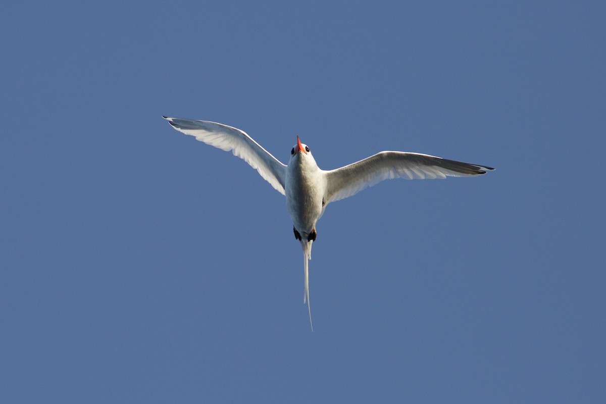 紅嘴熱帶鳥 - ML650653716