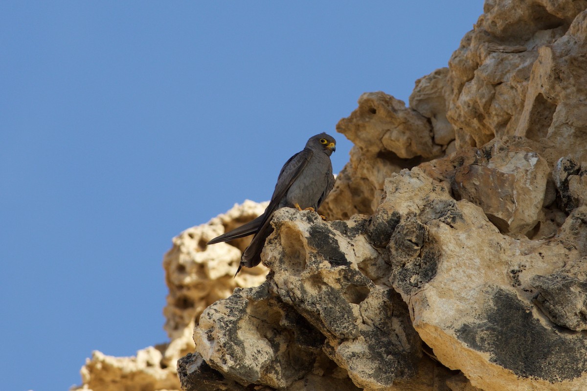 Sooty Falcon - ML650653736