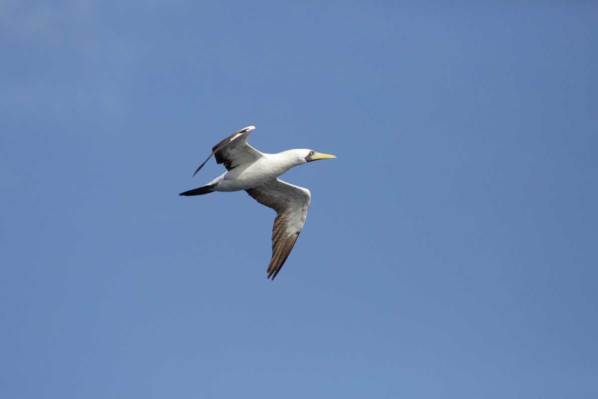 藍臉鰹鳥 - ML650653752