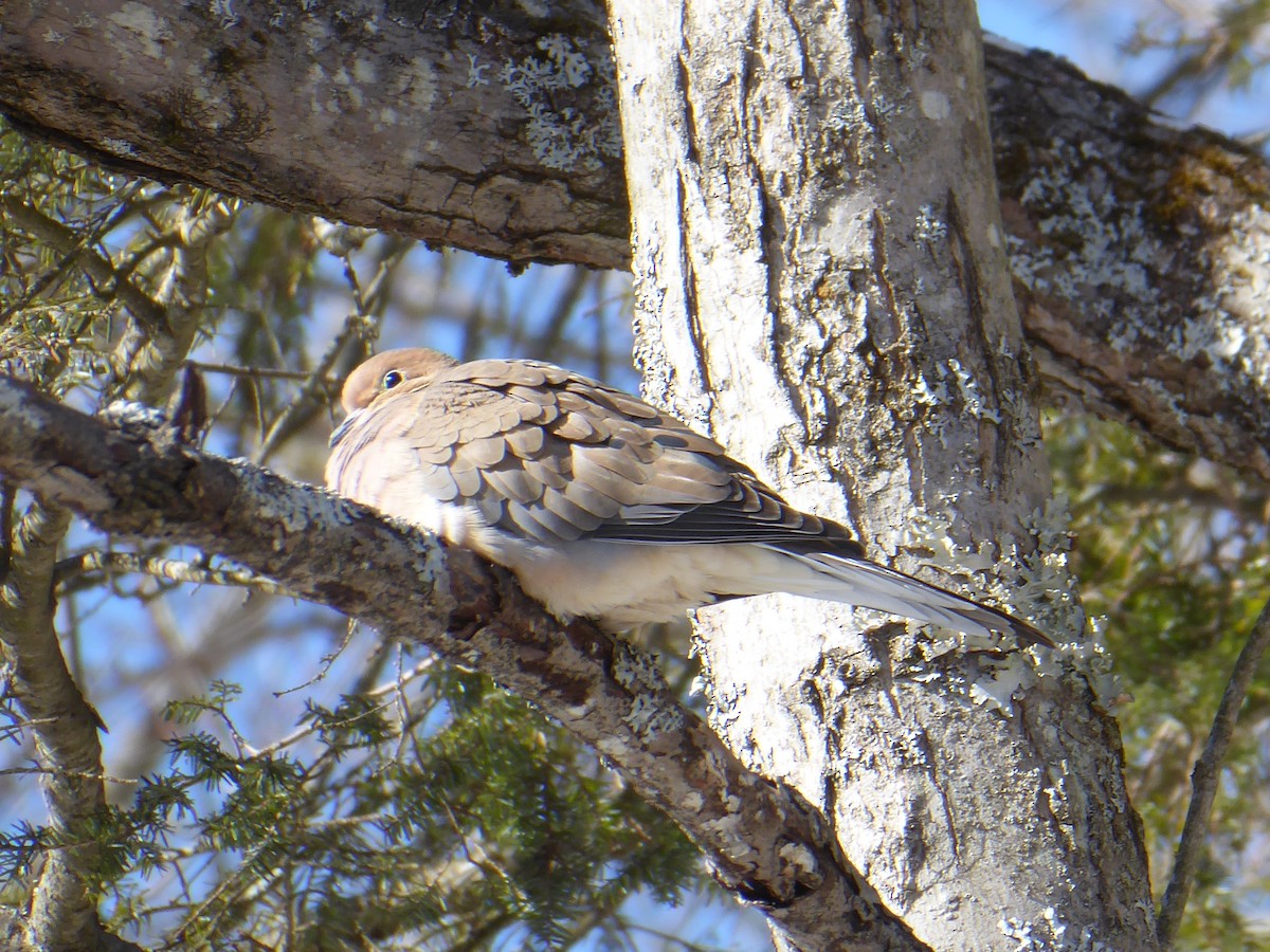 Mourning Dove - ML650653960