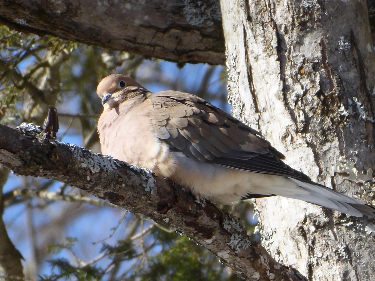 Mourning Dove - ML650653972