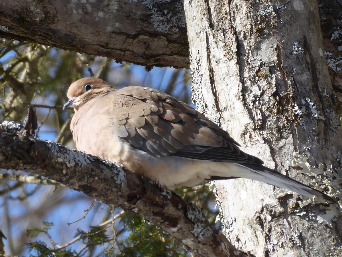 Mourning Dove - ML650653991