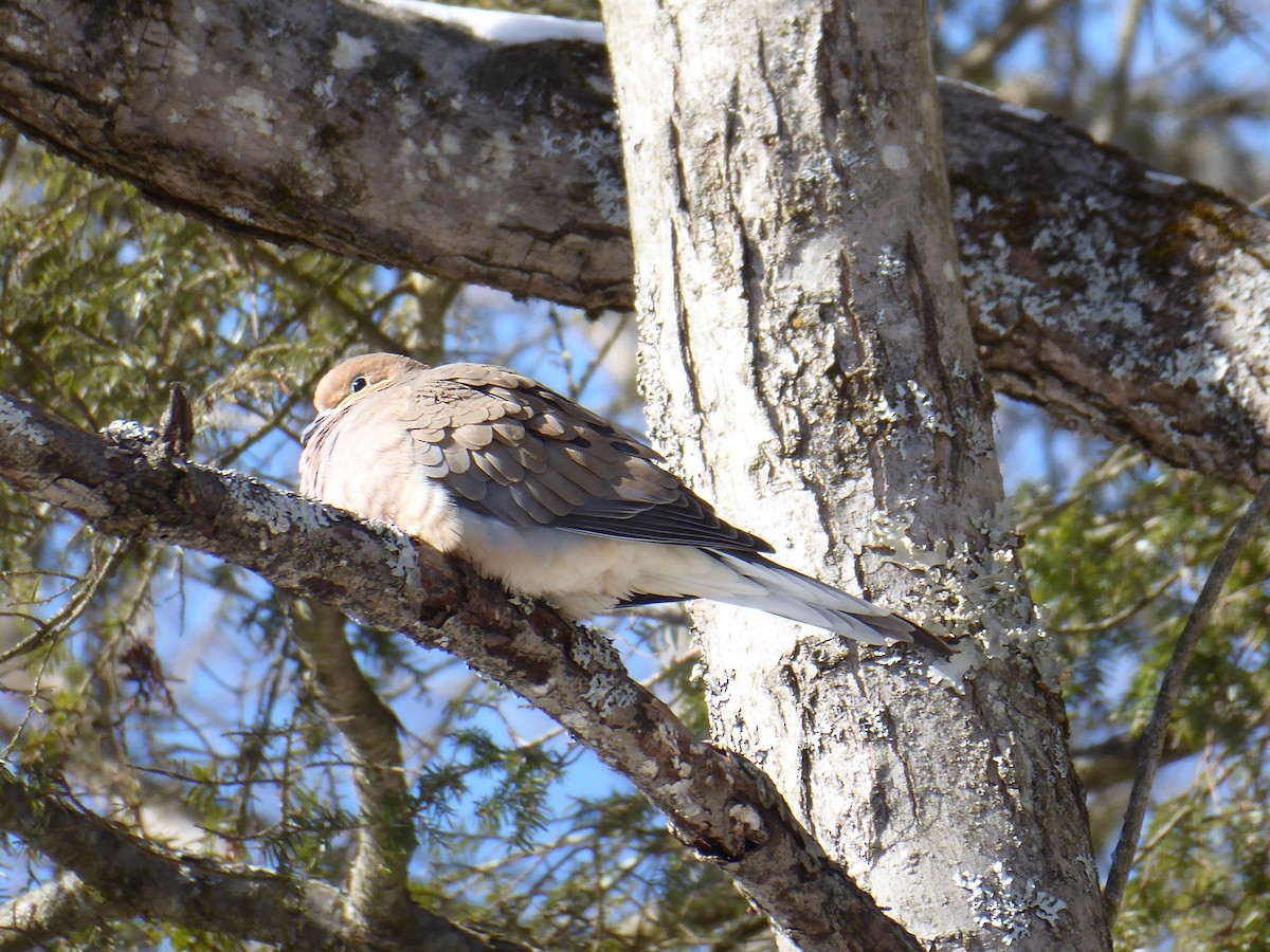 Mourning Dove - ML650654000