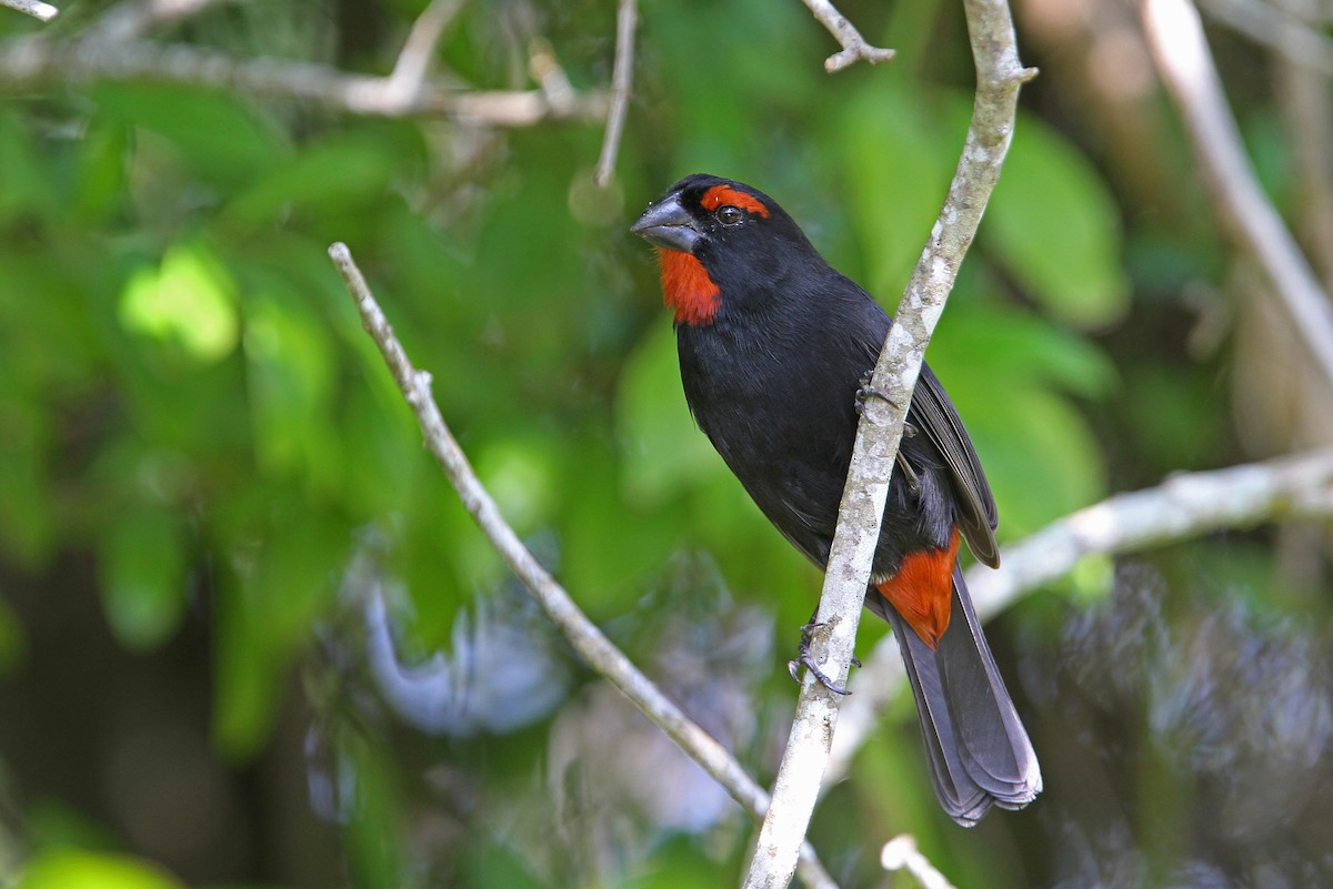 Greater Antillean Bullfinch - Christoph Moning