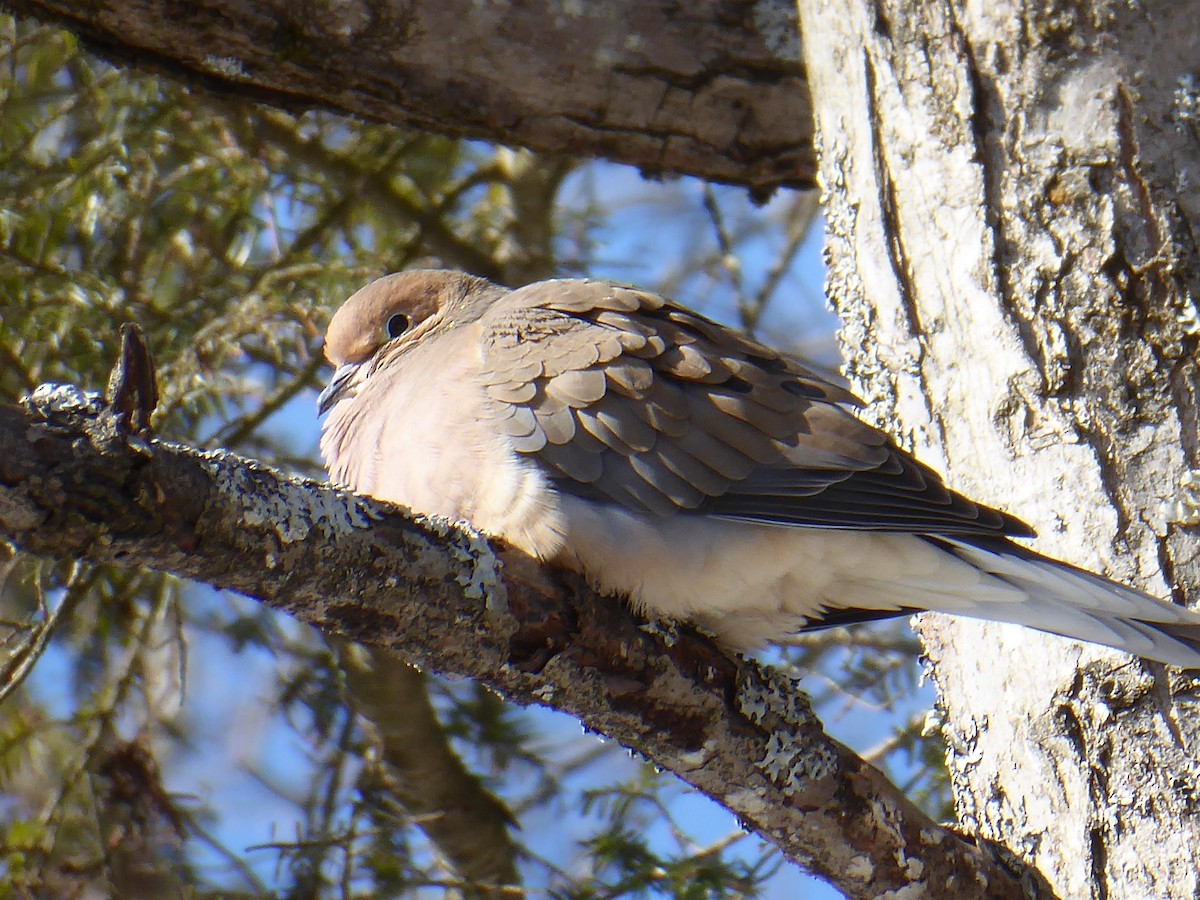 Mourning Dove - ML650654024