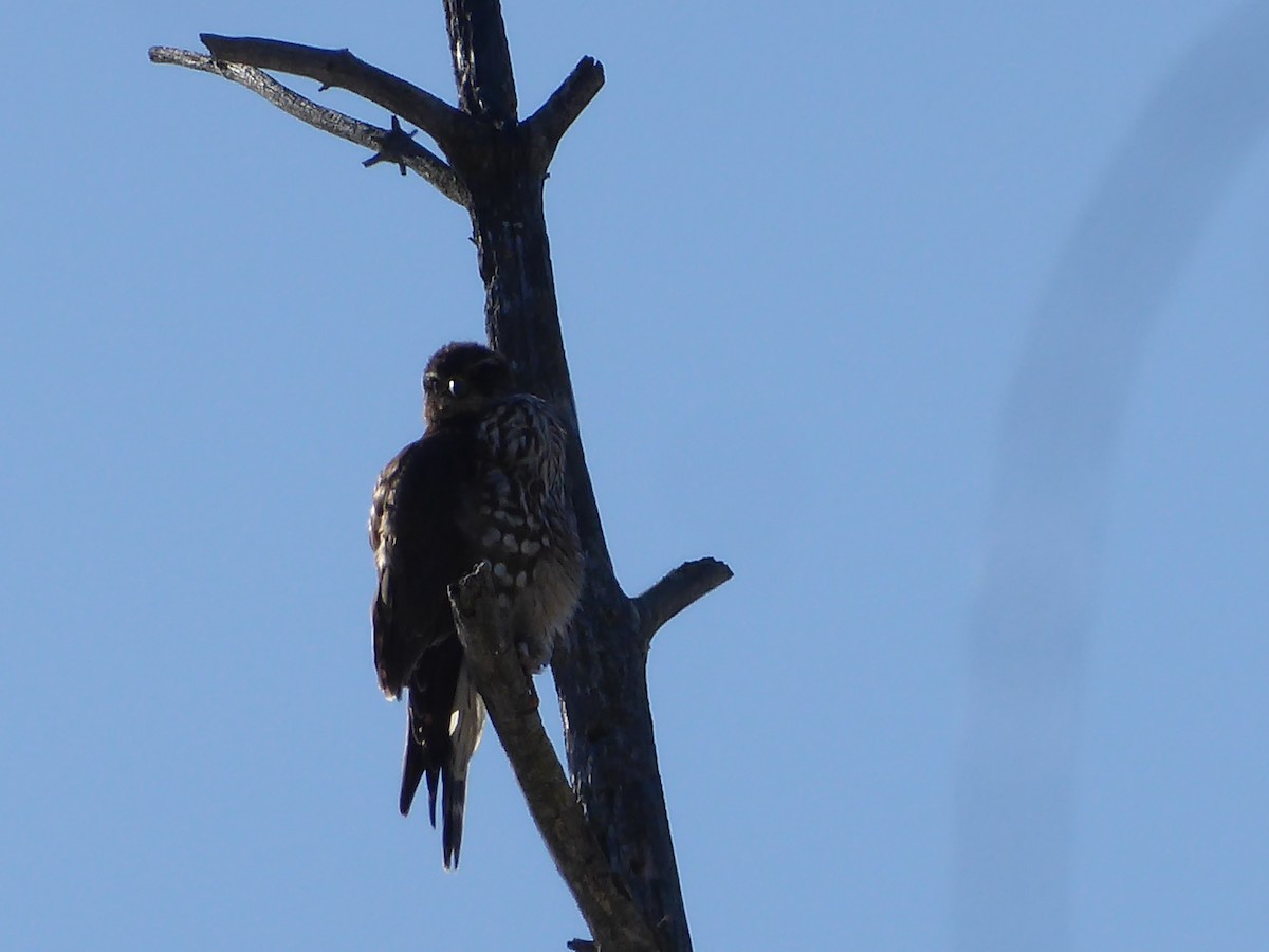 Merlin - ML650654071