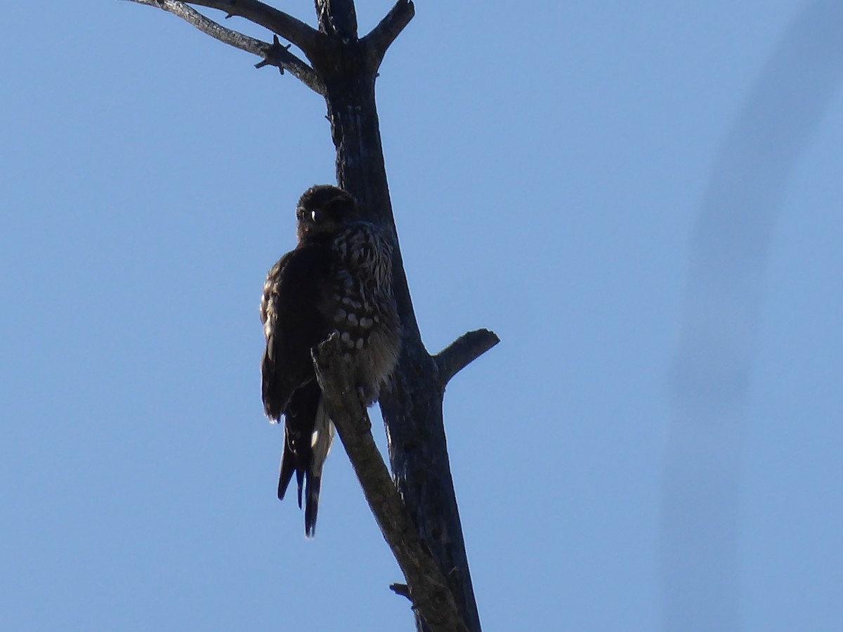 Merlin - ML650654076