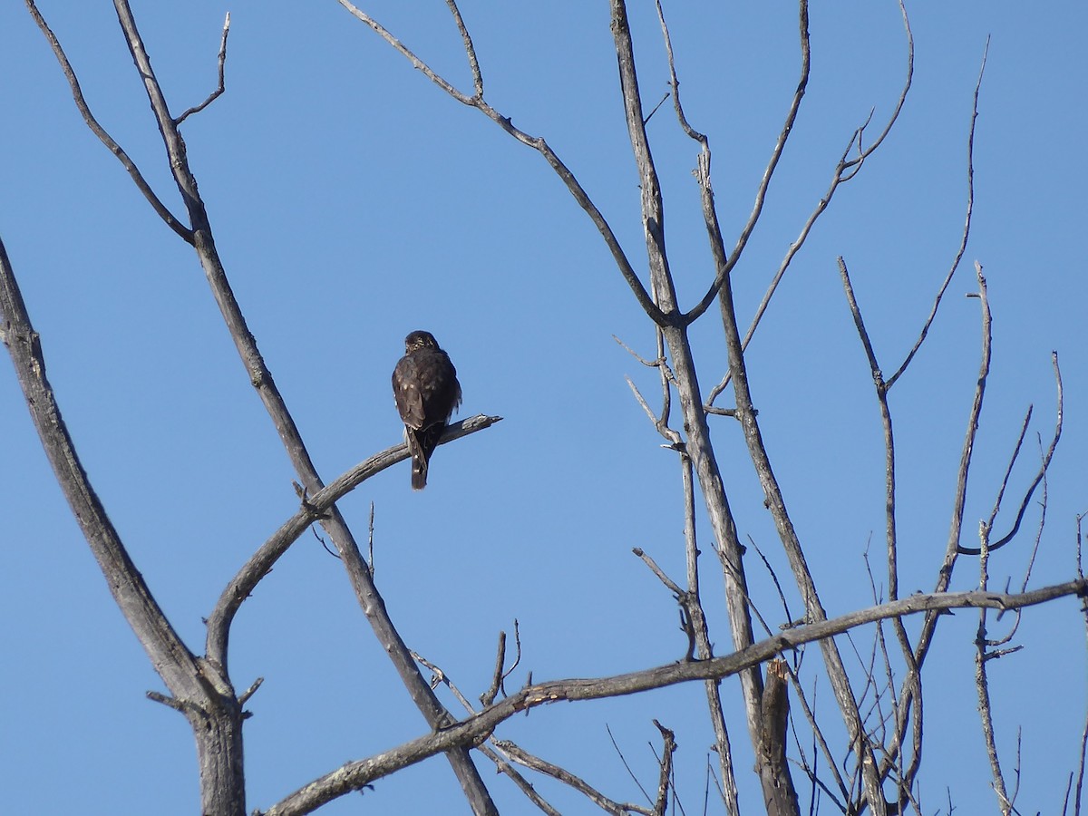 Merlin - ML650654095