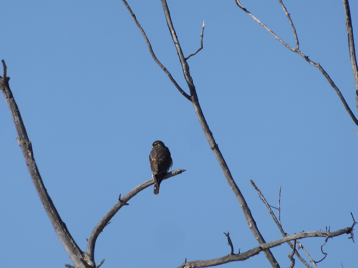 Merlin - ML650654104