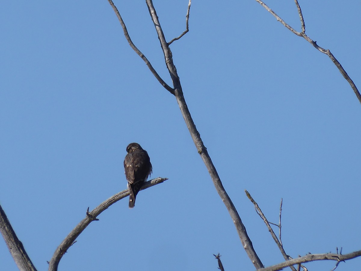 Merlin - ML650654109