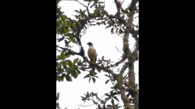 Laughing Falcon - ML650654140