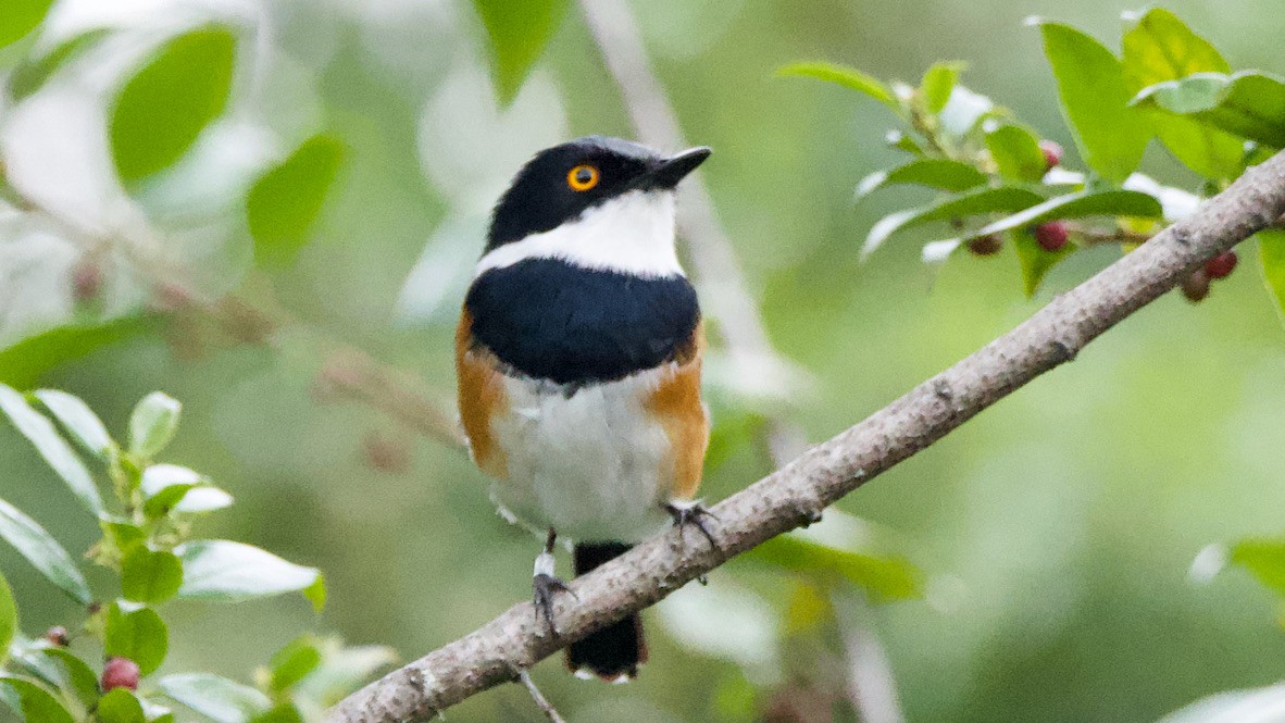 Cape Batis - ML650654507