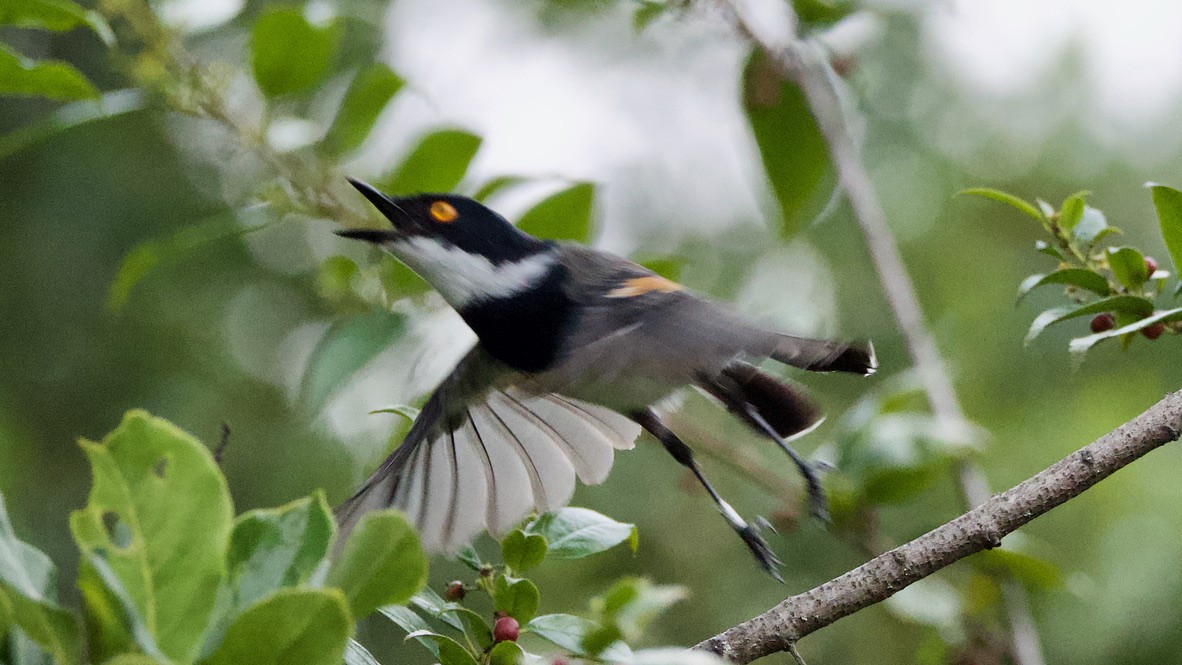 Cape Batis - ML650654508