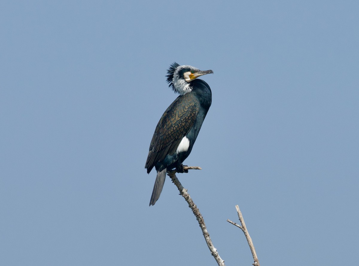 Great Cormorant - ML650654792