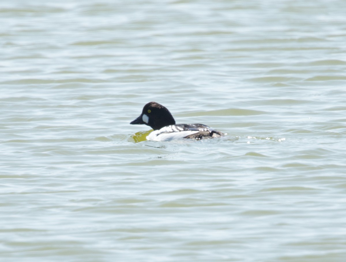 Common Goldeneye - ML650654855