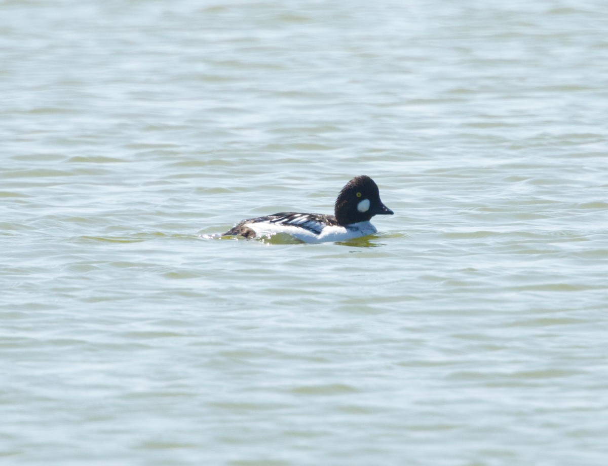 Common Goldeneye - ML650654882