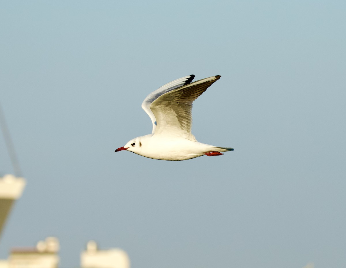 Black-headed Gull - ML650655156