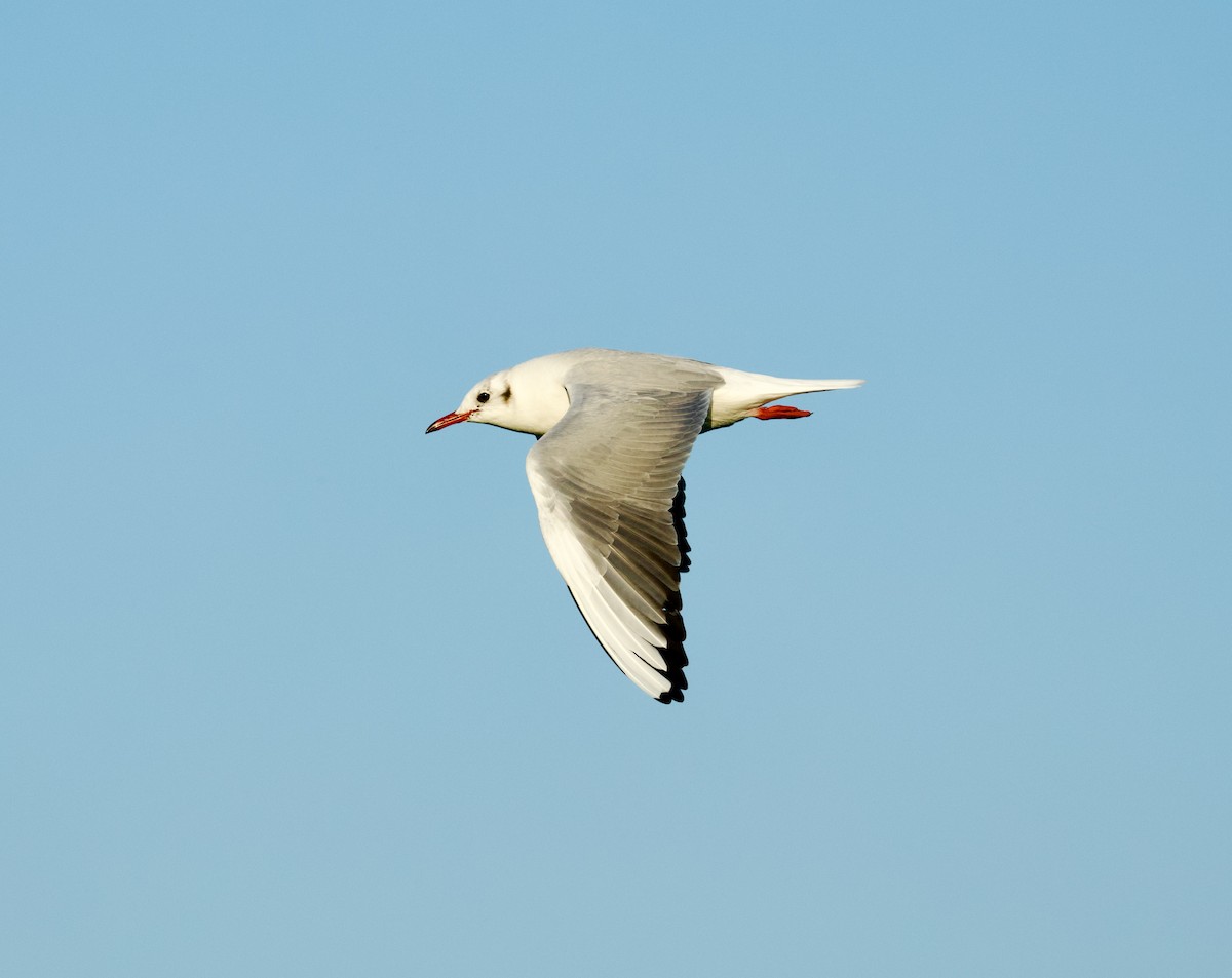 Black-headed Gull - ML650655167