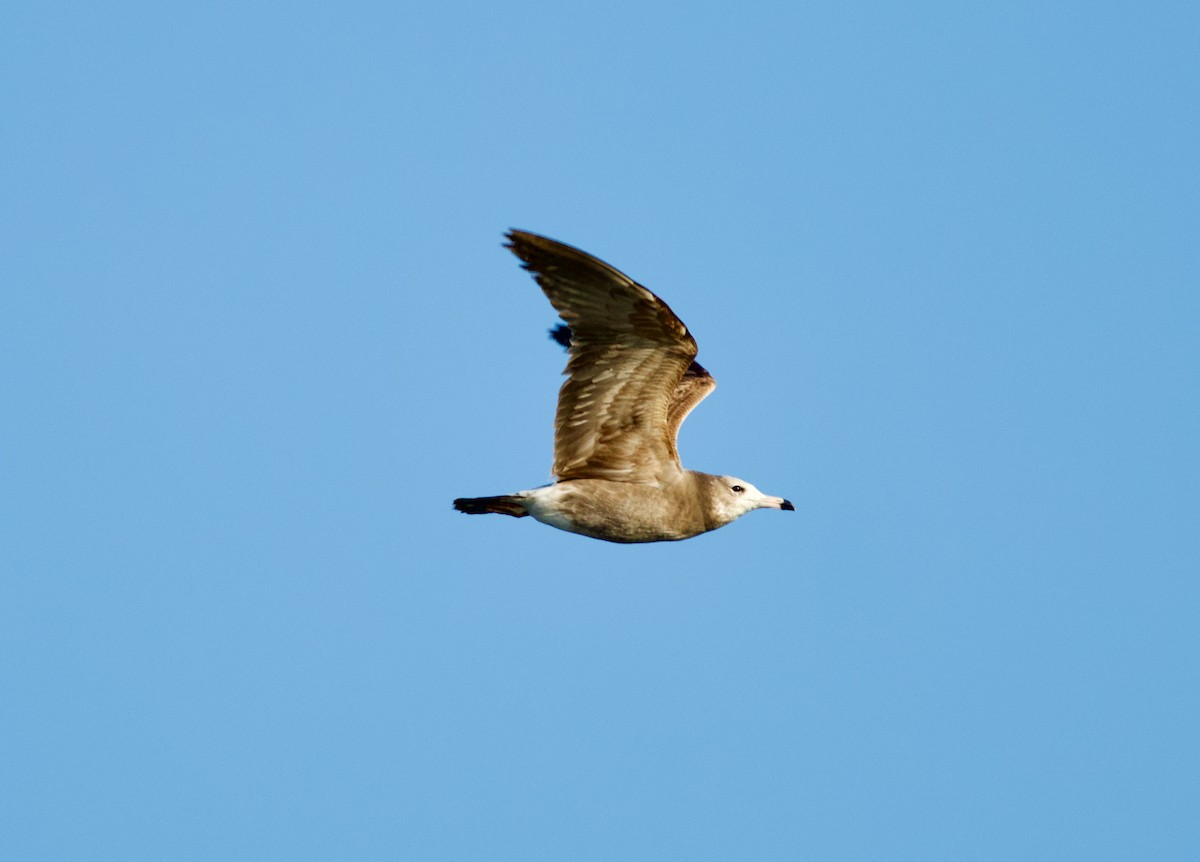 Black-tailed Gull - ML650655197