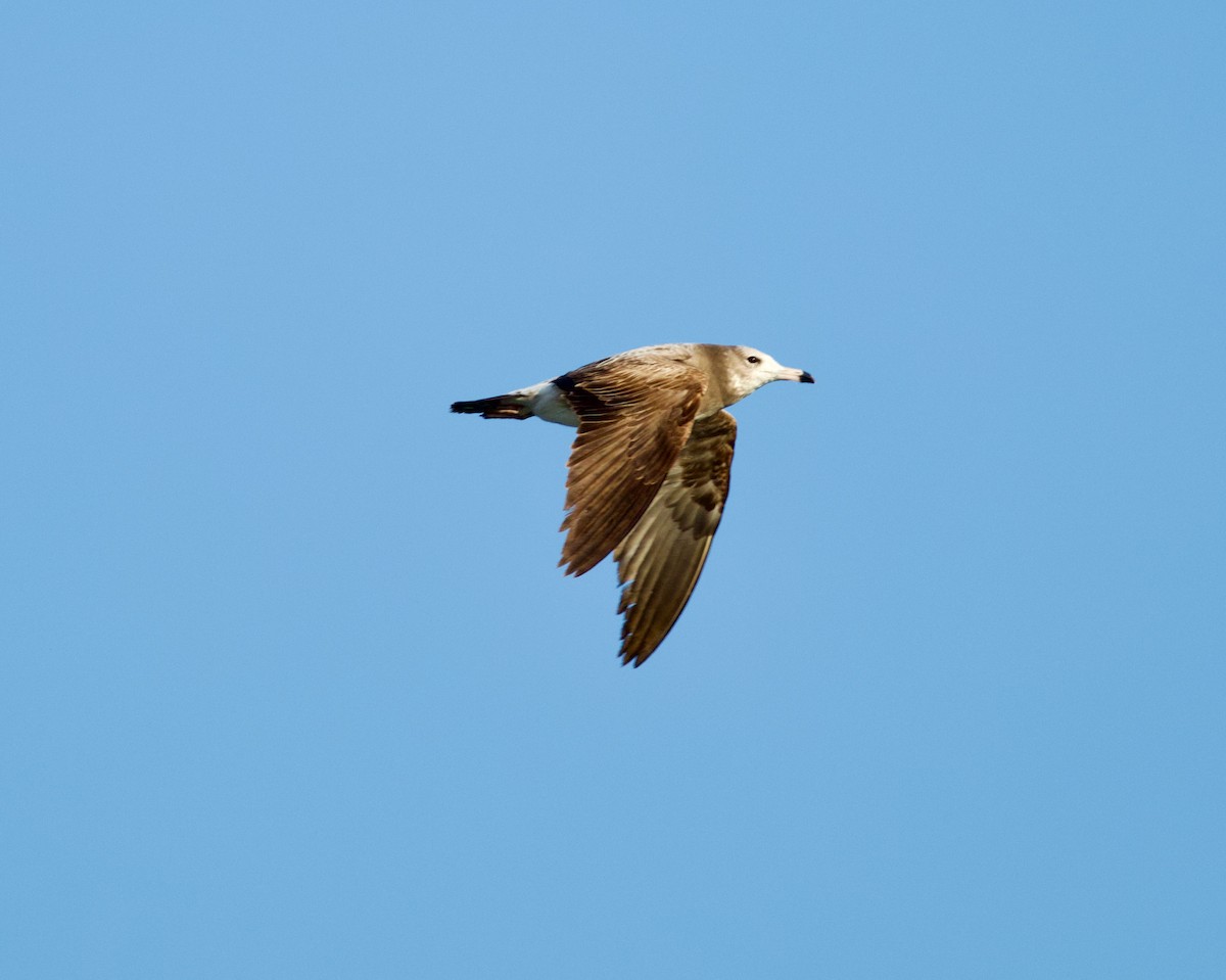 Black-tailed Gull - ML650655207