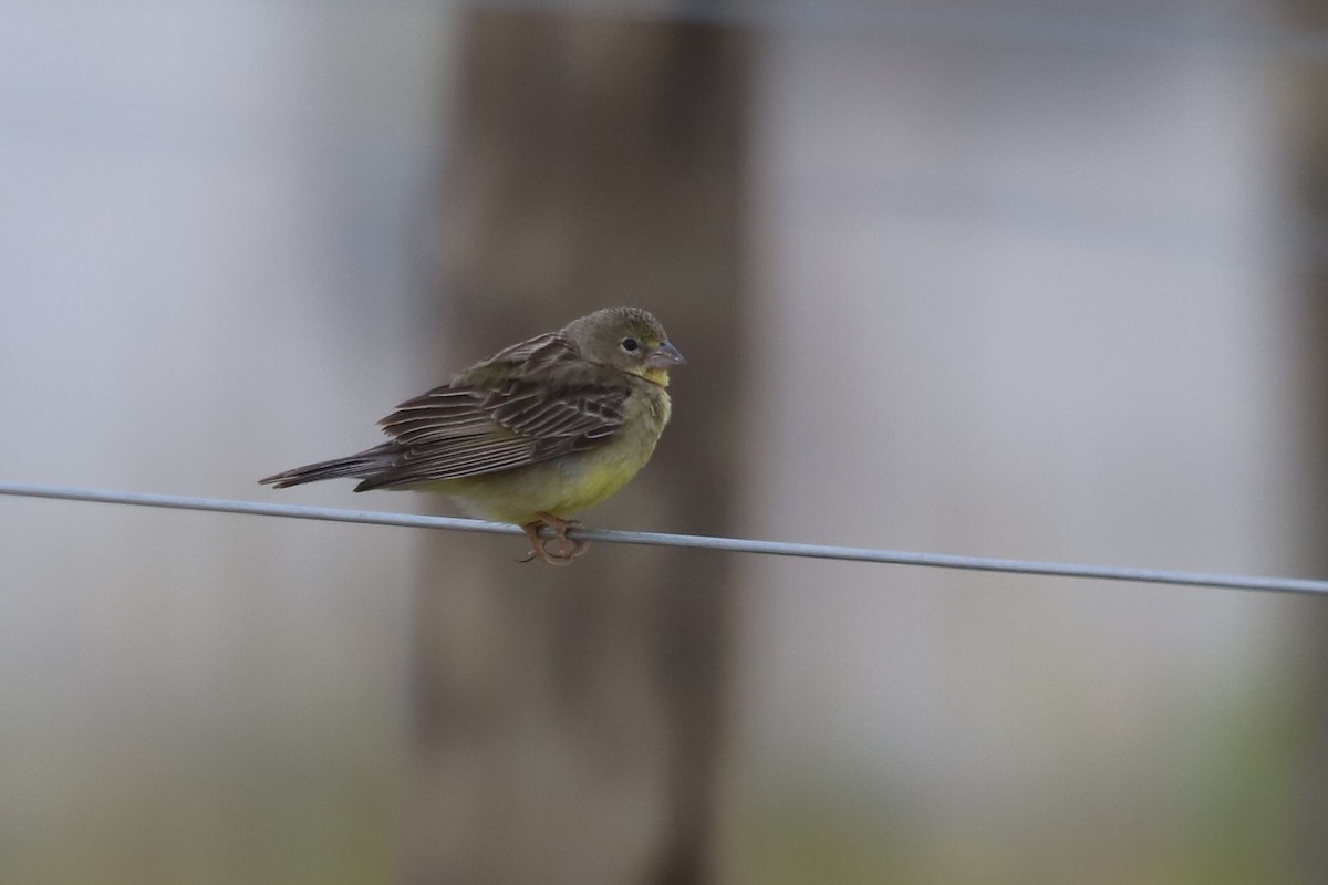 Grassland Yellow-Finch - ML650655222