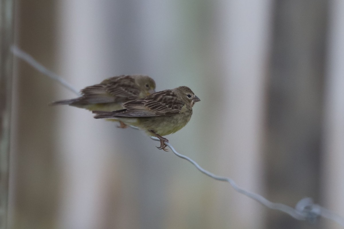 Grassland Yellow-Finch - ML650655223