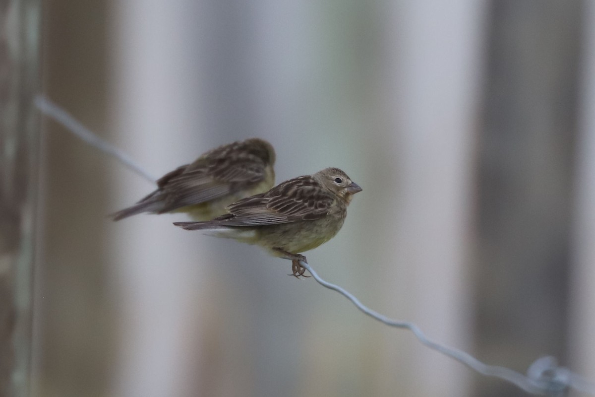 Grassland Yellow-Finch - ML650655224