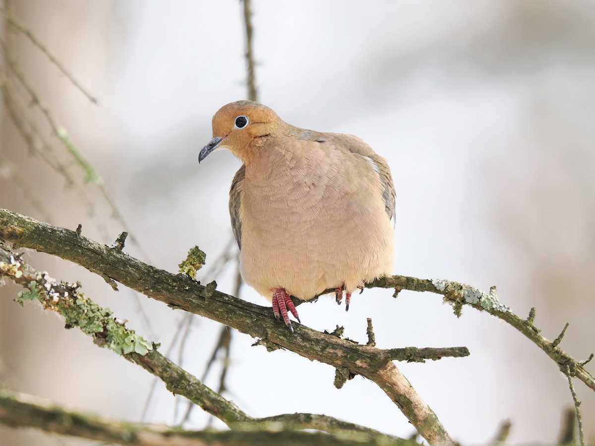 Zenaida Huilota - ML650655260