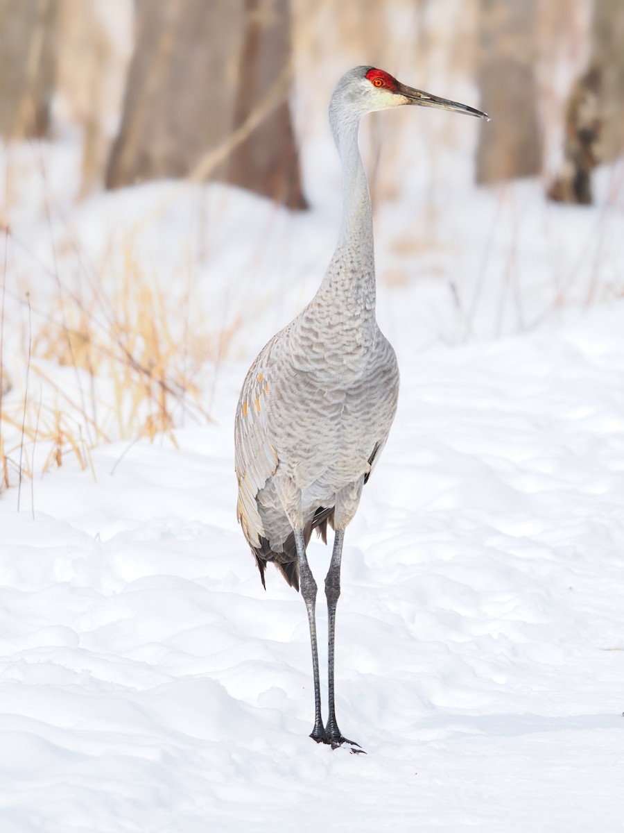 Grulla Canadiense - ML650655266