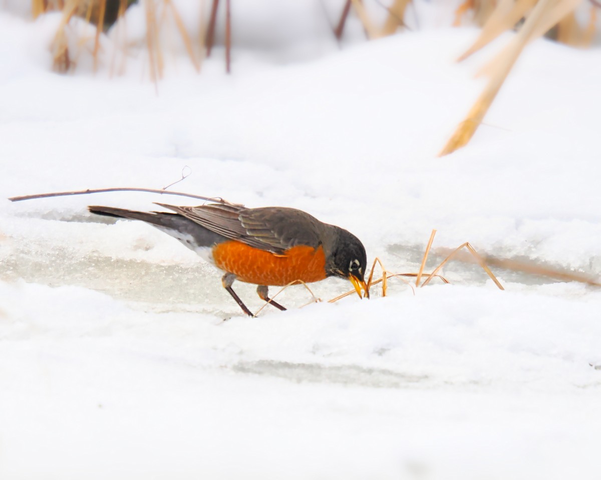 Zorzal Americano - ML650655299