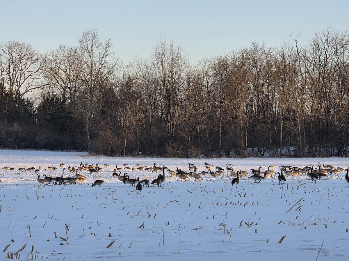 カナダガン - ML650655391