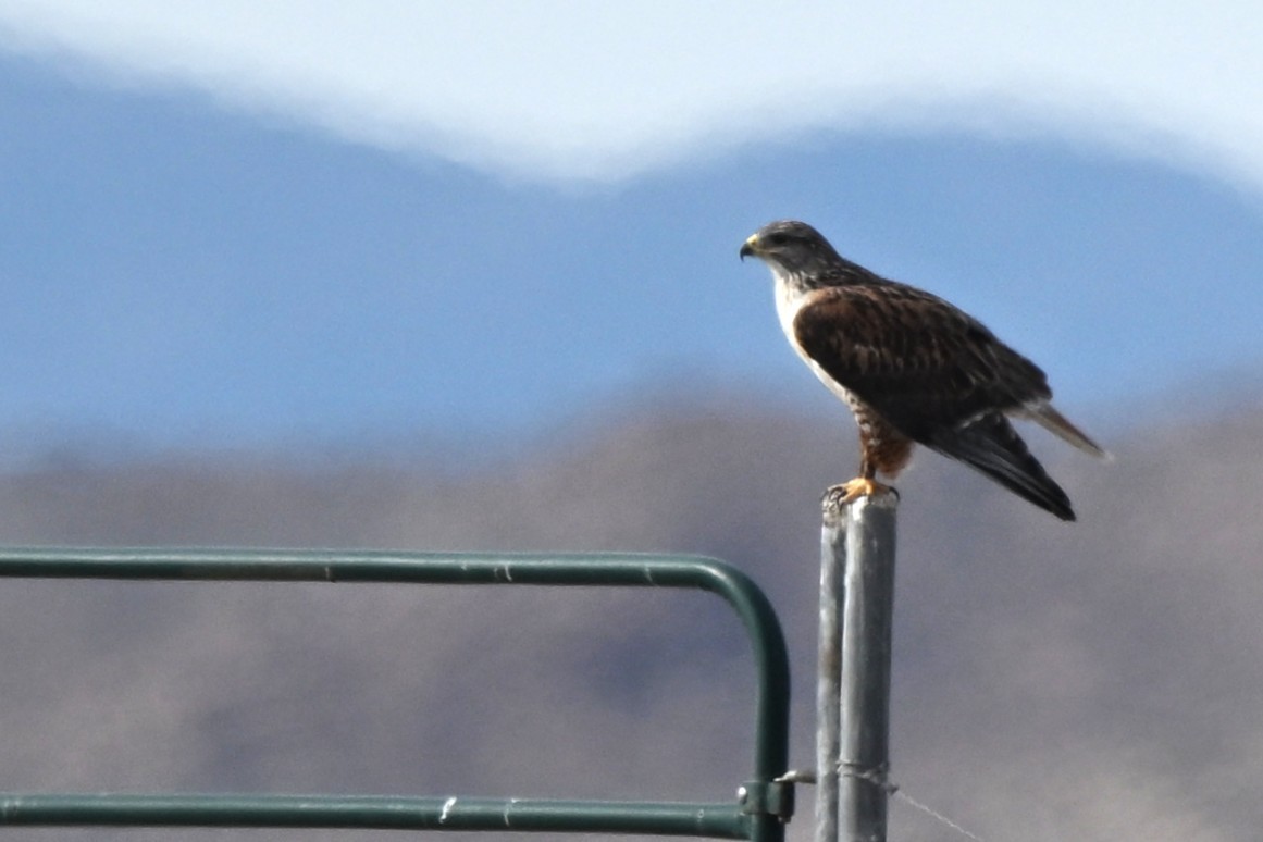 Ferruginous Hawk - ML650655423