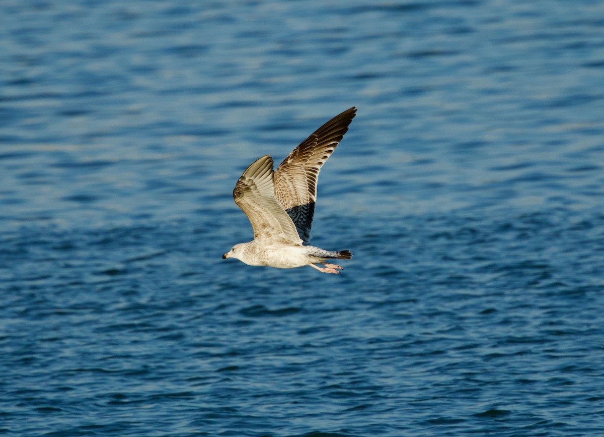 Herring complex/Lesser Black-backed Gull - ML650655527