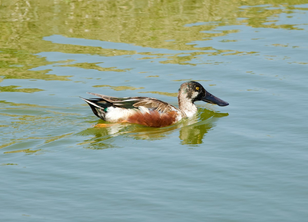 Northern Shoveler - ML650655588