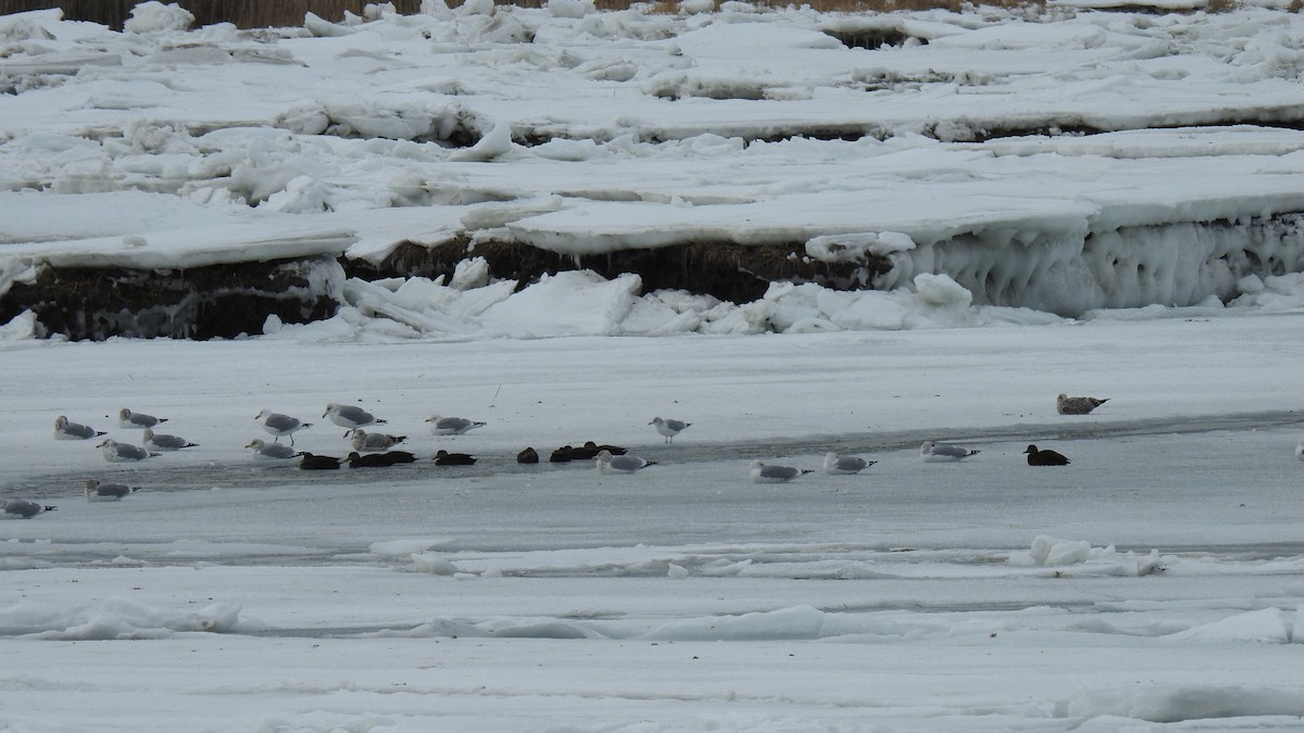 Larinae sp. - ML650655615