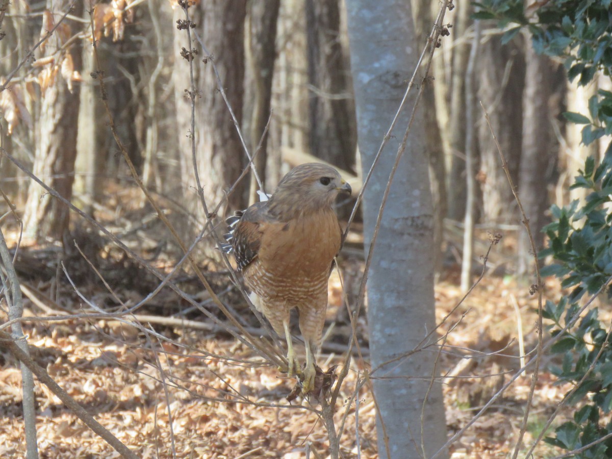 Red-shouldered Hawk - ML650655930