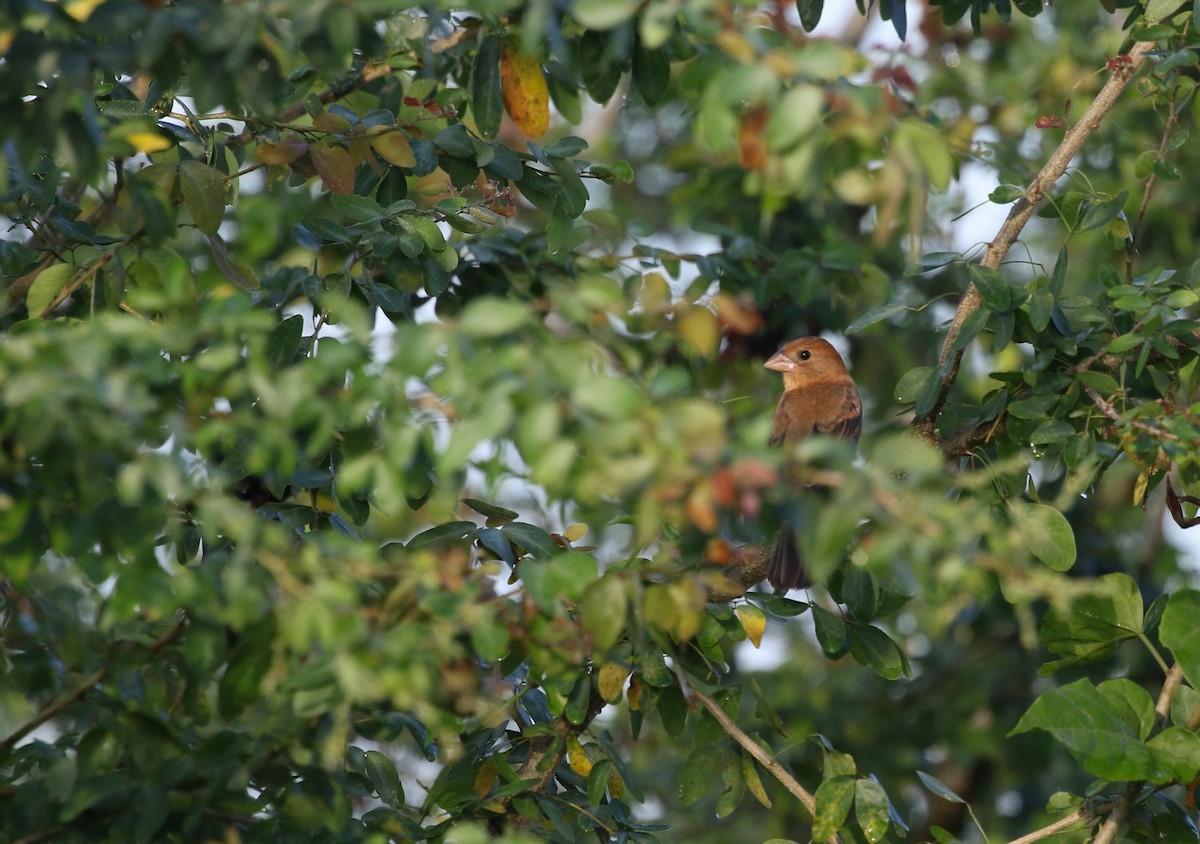 Mavi Çinte - ML650655946