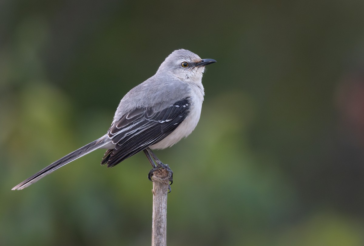 tropespottefugl (gracilis/leucophaeus) - ML650656121