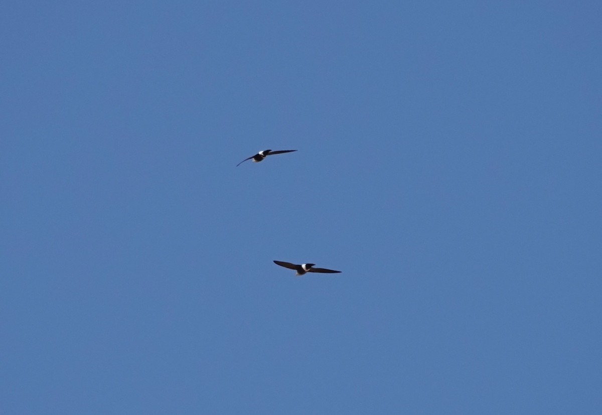 Mottled Spinetail - ML650656173