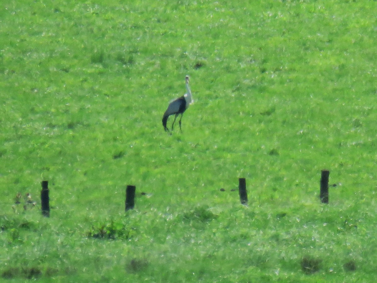 Журавель білошиїй - ML650656272