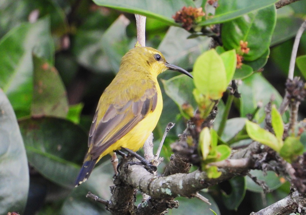 Sahul Sunbird - ML650657073