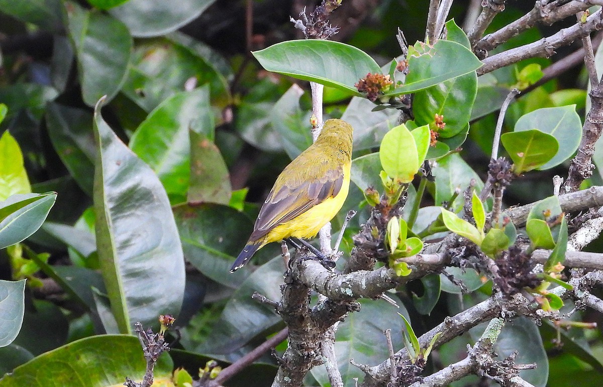 Sahul Sunbird - ML650657075