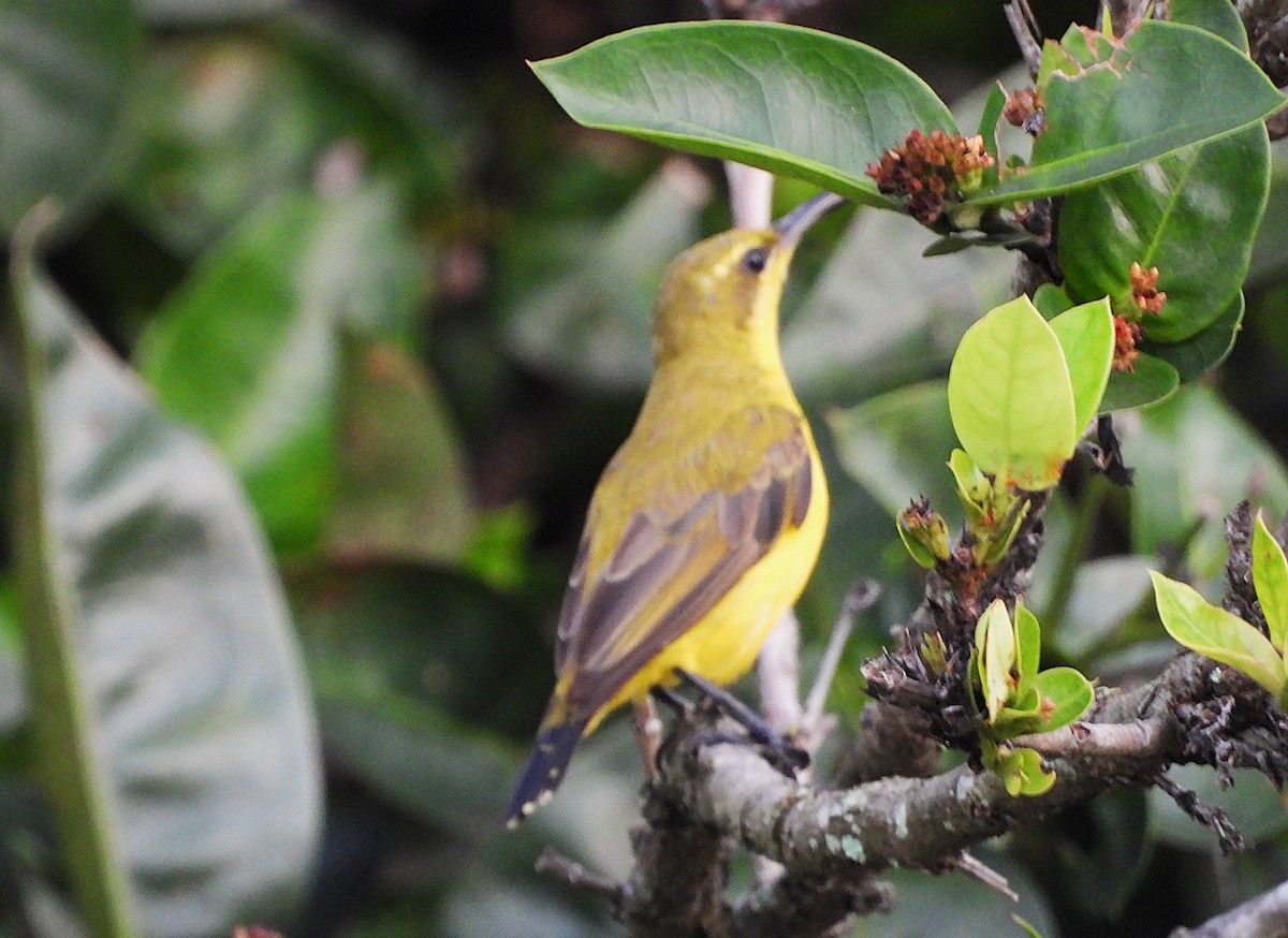 Sahul Sunbird - ML650657076