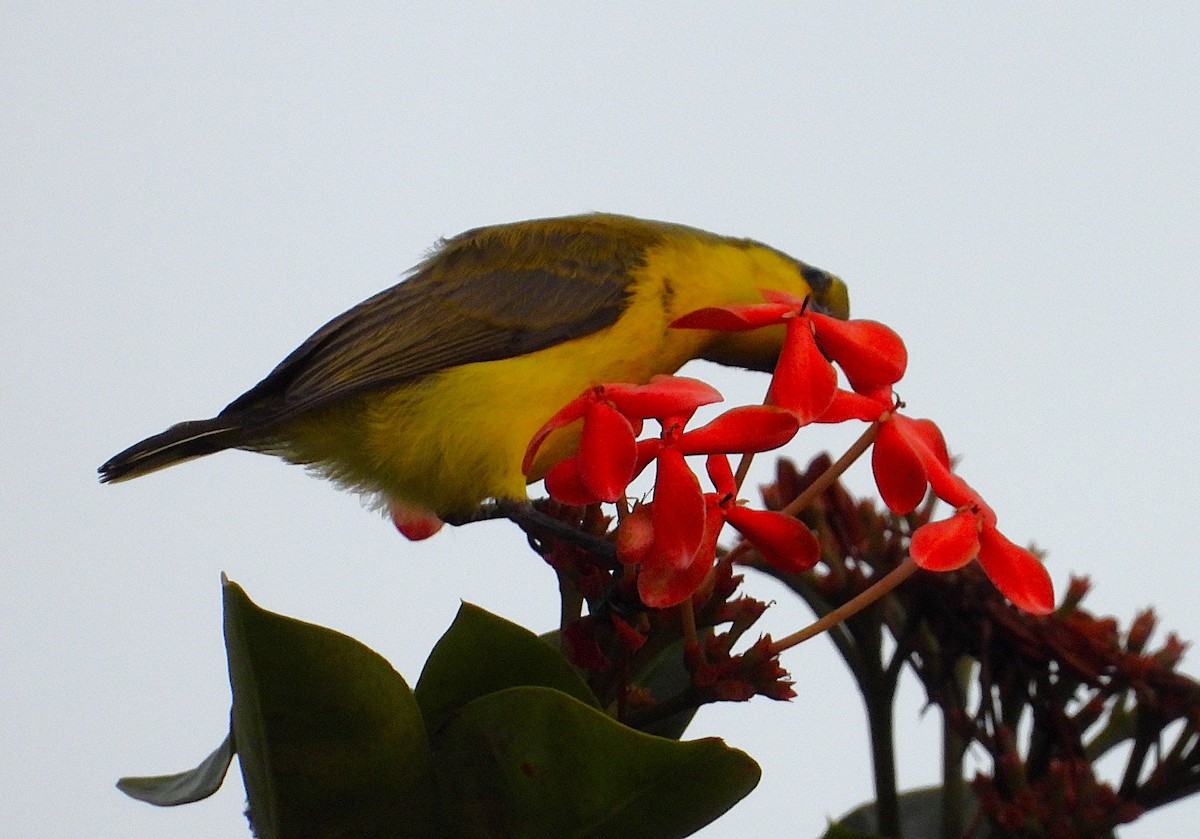 Sahul Sunbird - ML650657079