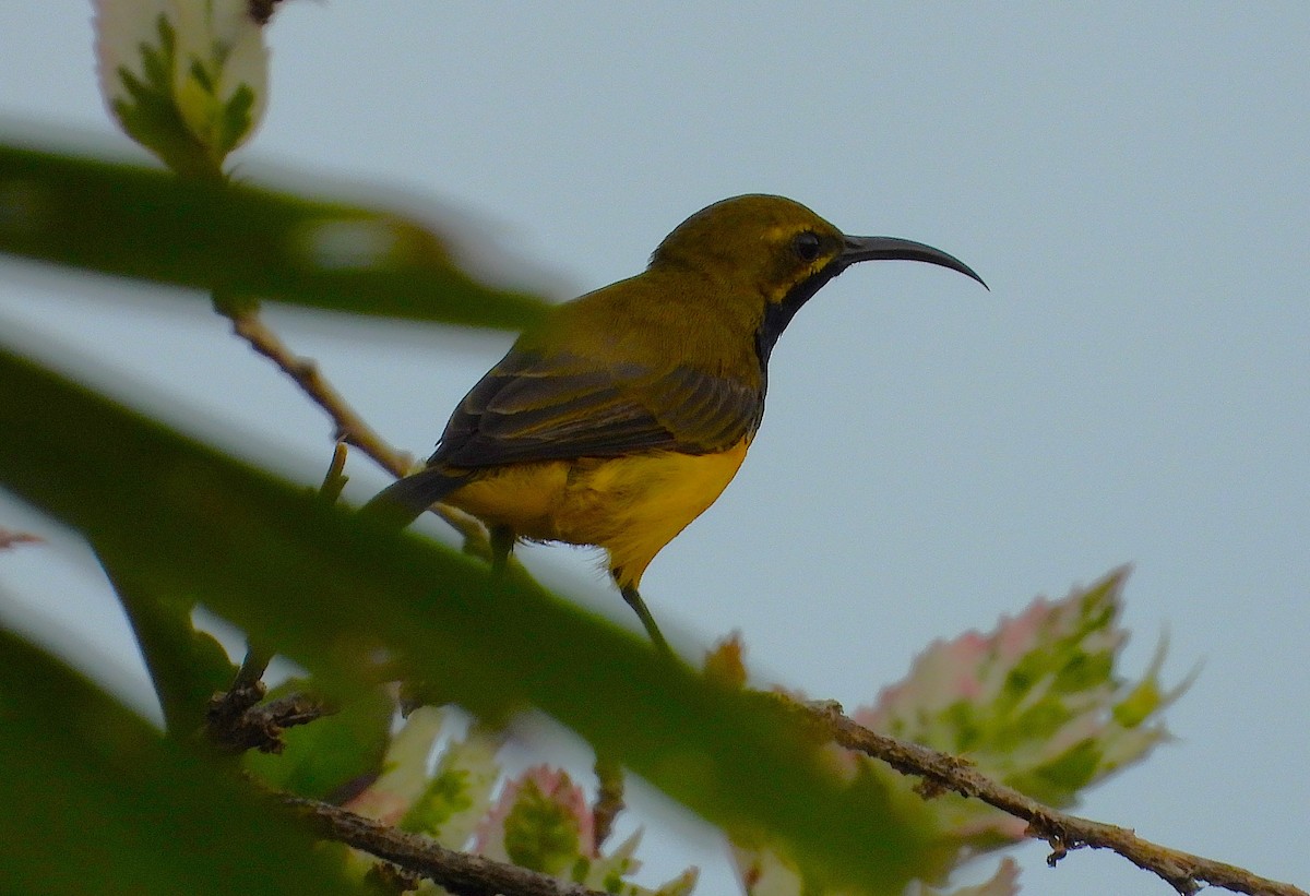 Sahul Sunbird - ML650657099