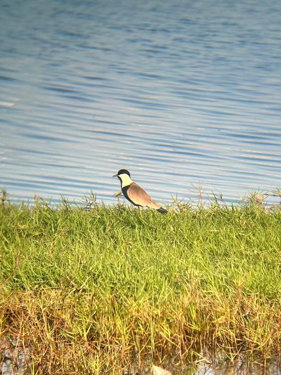 Spur-winged Lapwing - ML650657115
