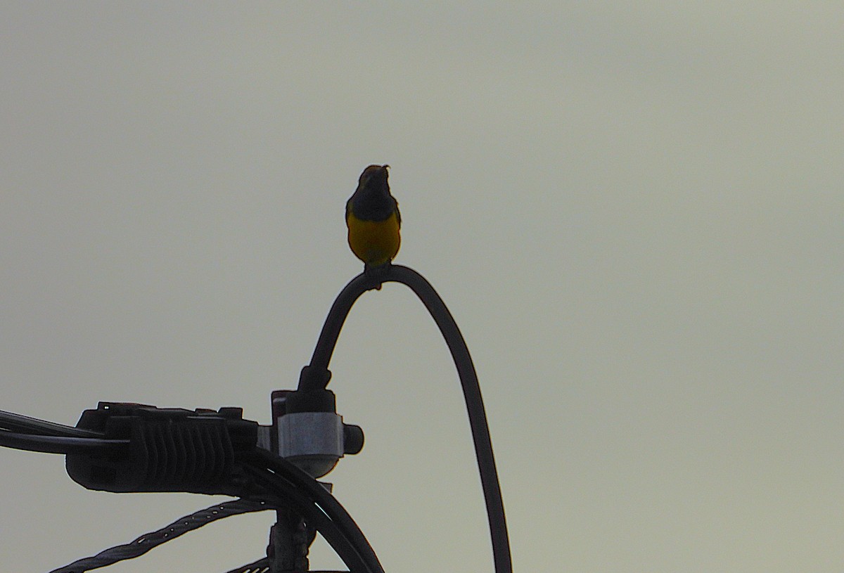 Sahul Sunbird - ML650657116