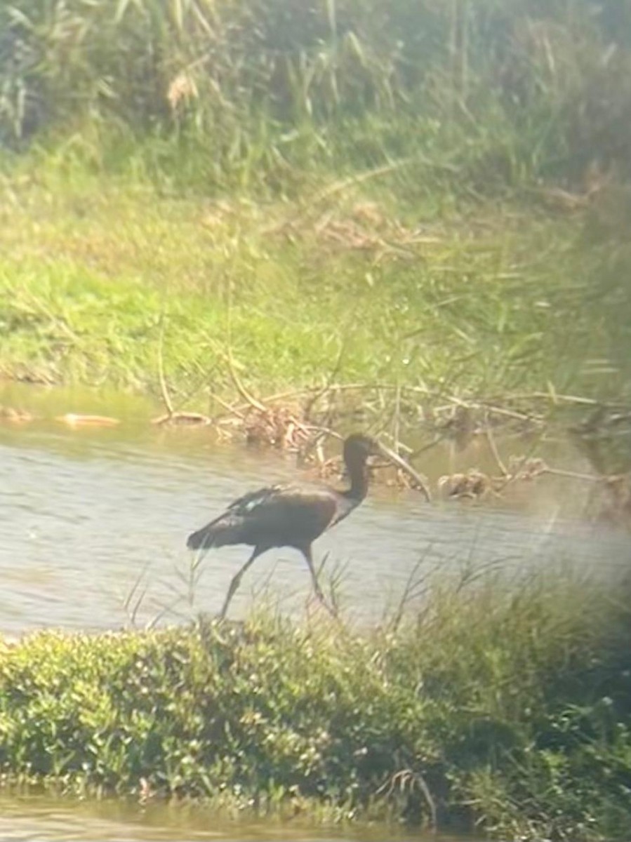Glossy Ibis - ML650657132