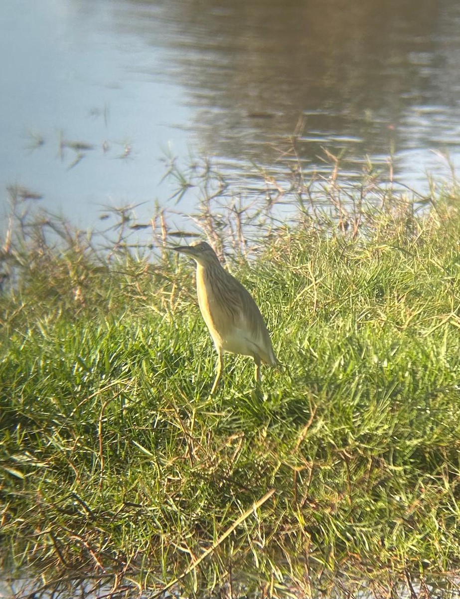 Squacco Heron - ML650657141