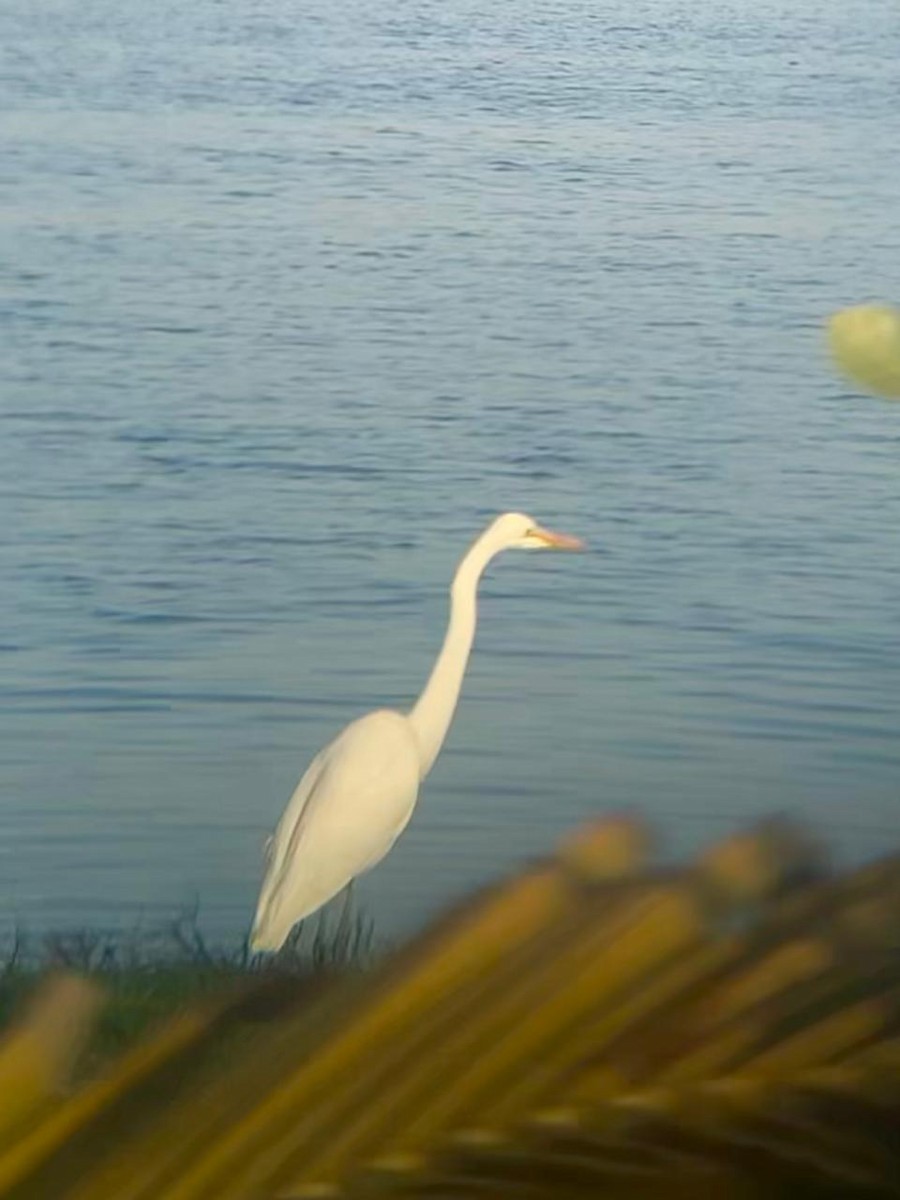 Great Egret (African) - ML650657152